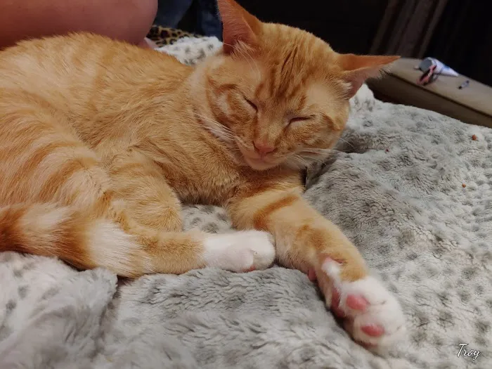 Van Meter Veterinary Clinic Picture 3