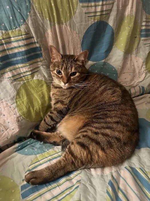 Vetco Total Care Animal Hospital Picture 9