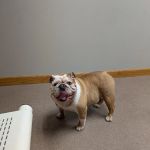 Guthrie County Veterinary Services