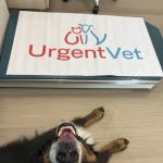 UrgentVet