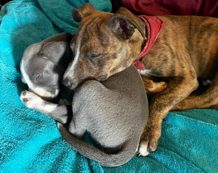 Parkside Animal Hospital Picture 2