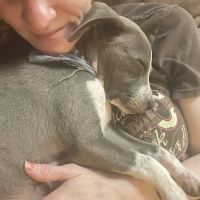 Parkside Animal Hospital ico