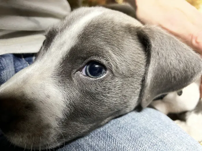 Parkside Animal Hospital Picture 3