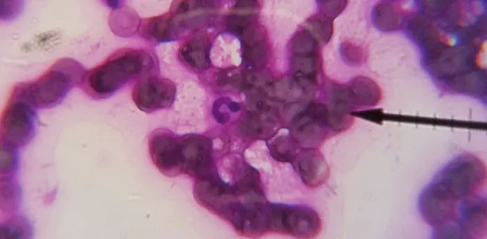 Parkside Animal Hospital Picture 5