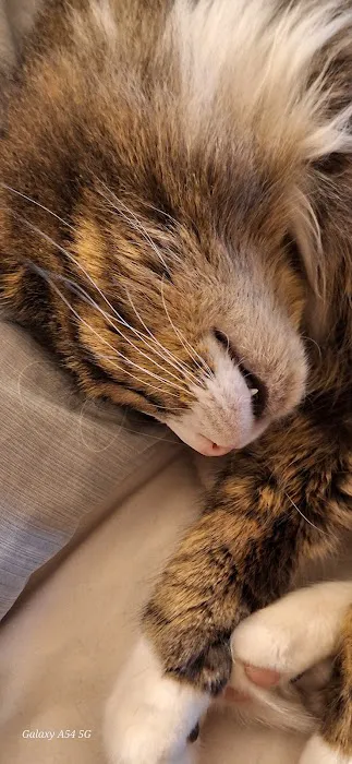 Animal Health Center of Centerville Picture 3