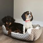 Animal Health Center of Centerville