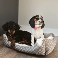 Animal Health Center of Centerville ico