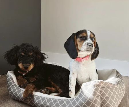 Animal Health Center of Centerville