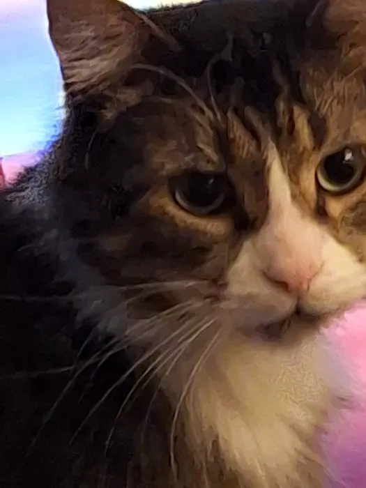 Animal Health Center of Centerville Picture 2