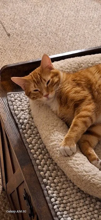 Animal Health Center of Centerville Picture 5