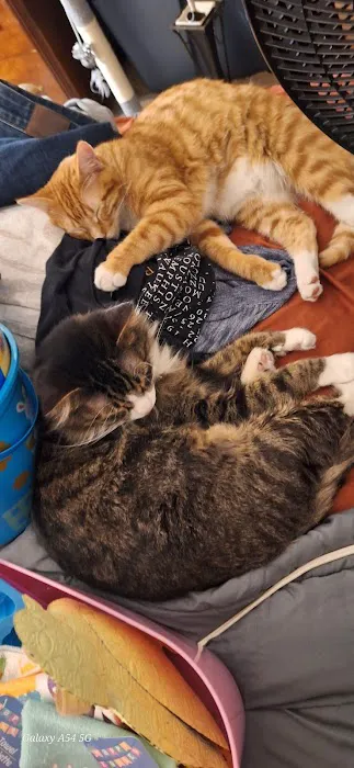 Animal Health Center of Centerville Picture 7