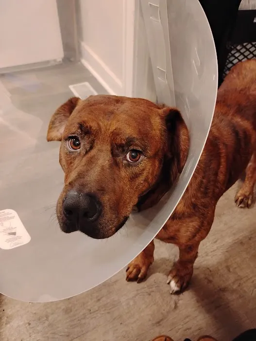 Animal Health Center of Centerville Picture 9