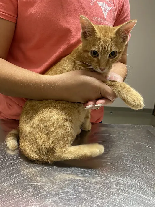 Unionville Veterinary Clinic Picture 3