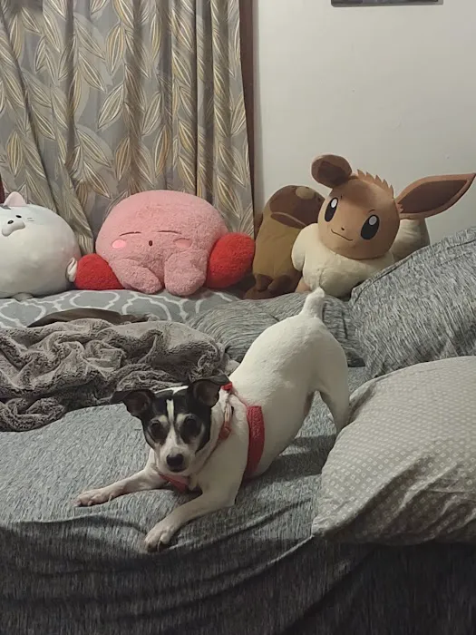 VivaVet Medical Center Picture 1