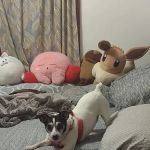 VivaVet Medical Center