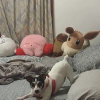 VivaVet Medical Center ico