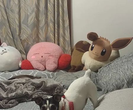 VivaVet Medical Center