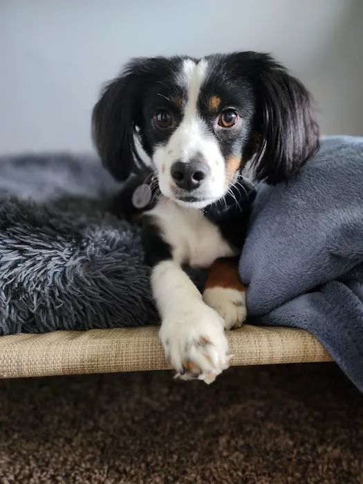 VivaVet Medical Center Picture 2