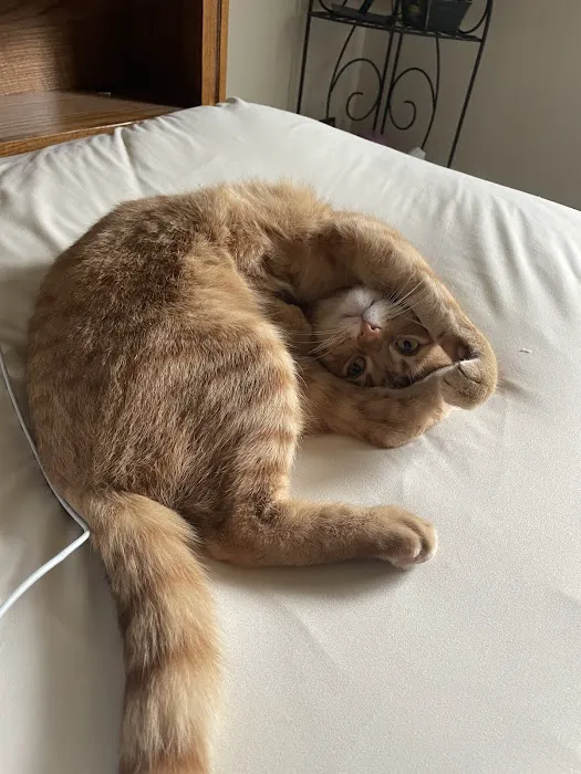 VivaVet Medical Center Picture 4