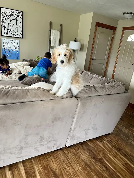 VivaVet Medical Center Picture 5