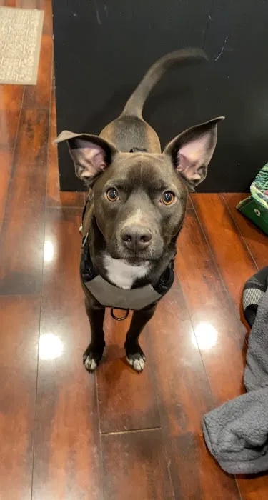 VivaVet Medical Center Picture 3