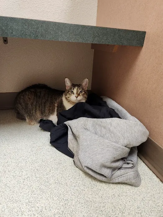 VivaVet Medical Center Picture 7