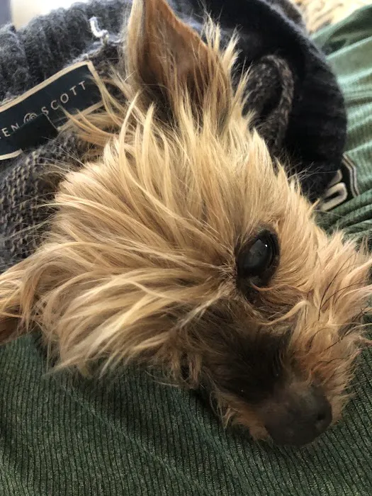 VivaVet Medical Center Picture 6