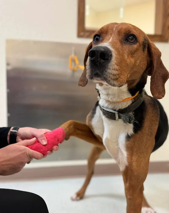 VivaVet Medical Center Picture 9