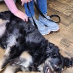 Griffin's Animal Hospital