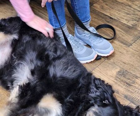 Griffin's Animal Hospital