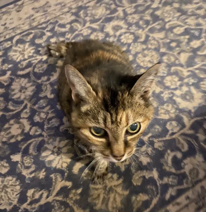 Griffin's Animal Hospital Picture 8