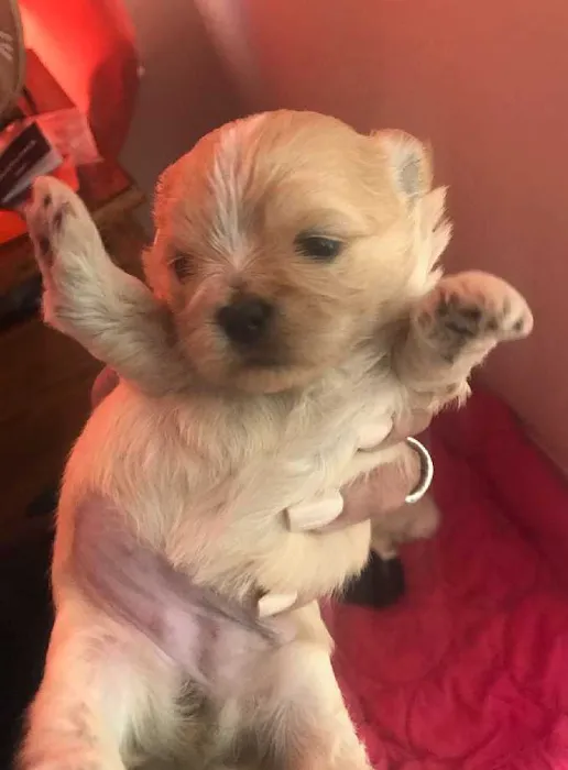 Griffin's Animal Hospital Picture 9