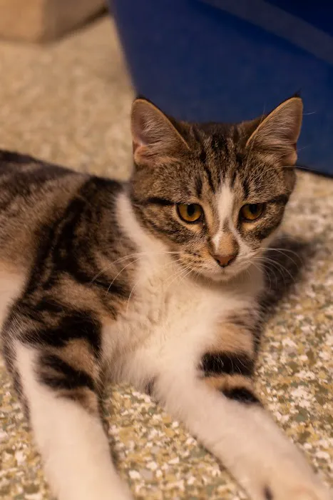 Jim Beams Corner Cattery Picture 2