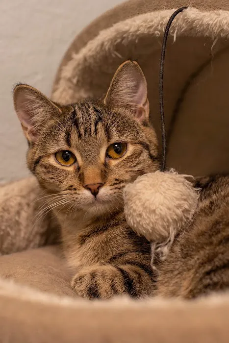 Jim Beams Corner Cattery Picture 3