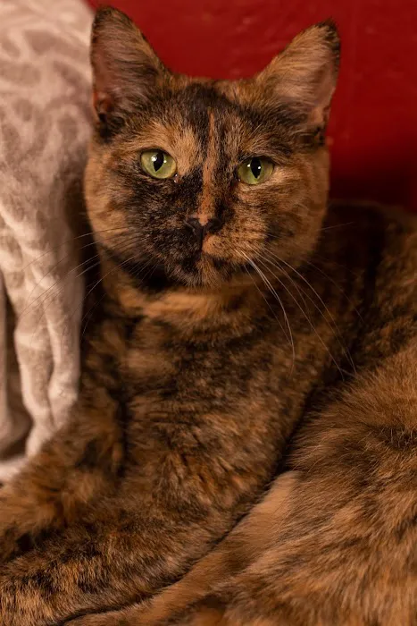 Jim Beams Corner Cattery Picture 1