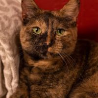 Jim Beams Corner Cattery ico