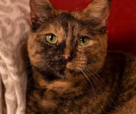 Jim Beams Corner Cattery