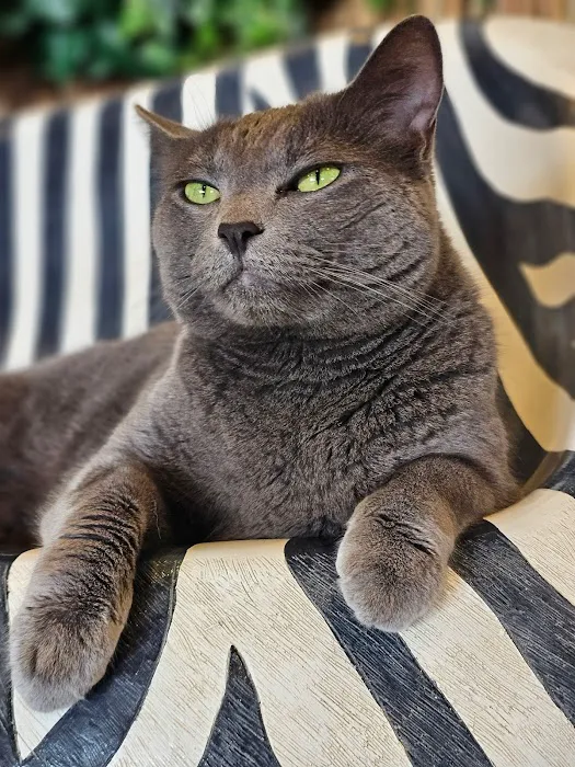 Jim Beams Corner Cattery Picture 6