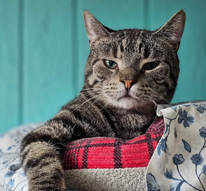 Jim Beams Corner Cattery Picture 7