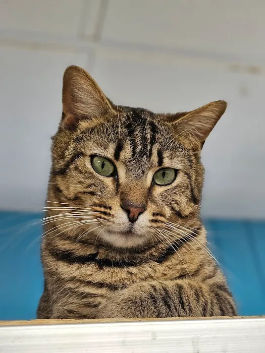 Jim Beams Corner Cattery Picture 5