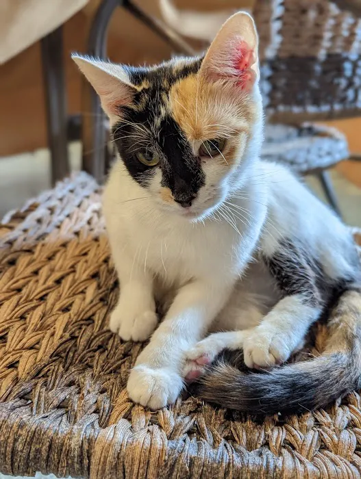 Jim Beams Corner Cattery Picture 10