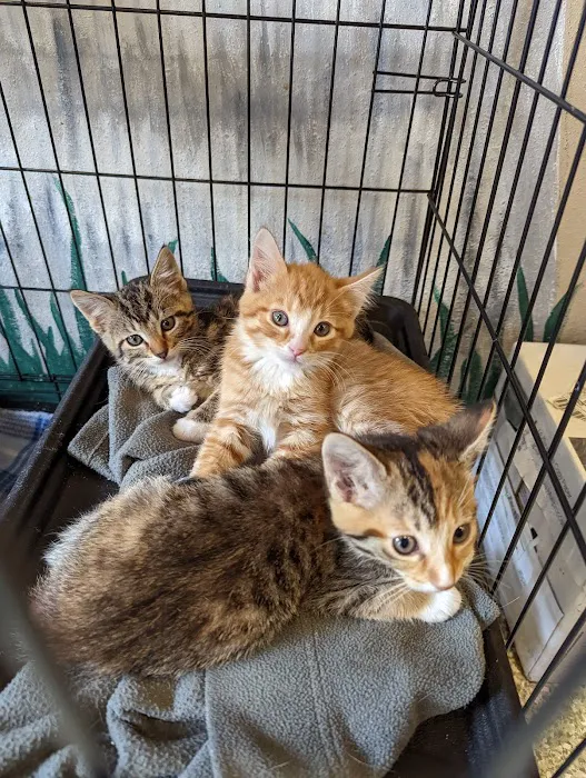 Jim Beams Corner Cattery Picture 9