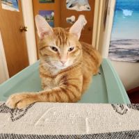 Flora Veterinary Clinic ico