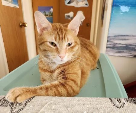 Flora Veterinary Clinic