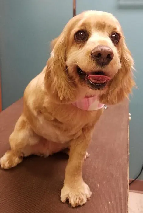 Flora Veterinary Clinic Picture 10