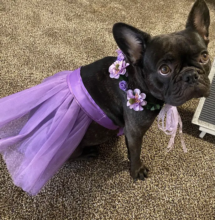 Sesser Animal Hospital Picture 3