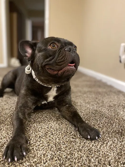 Sesser Animal Hospital Picture 1