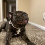 Sesser Animal Hospital