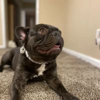 Sesser Animal Hospital ico