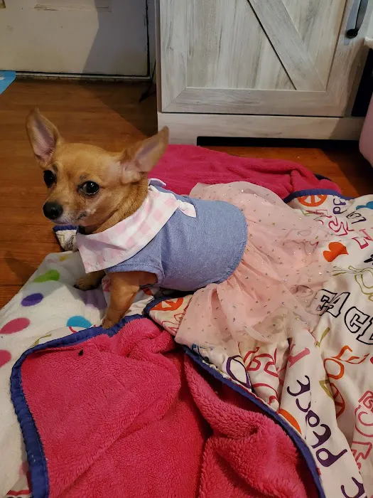 Sesser Animal Hospital Picture 5